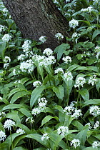 Wild garlic / Ransoms {Allium ursinum} flowering in woodland, Spring, Derbyshire, UK