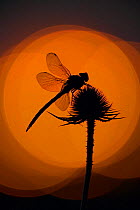 Silhouette of Brown aeashna / Brown hawker dragonfly {Aeshna grandis} Adult male resting on a teasel, UK.