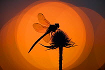 Silhouette of Brown aeashna / Brown hawker dragonfly {Aeshna grandis} Adult male resting on a teasel, UK.