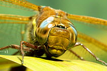 Brown aeshna / hawker dragonfly {Aeshna grandis} male, Close up of head, UK.