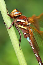 Brown aeshna / hawker dragonfly {Aeshna grandis} male resting on plant stem, UK.