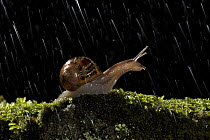 Common snail {Helix aspersa} Adult on moss covered stone at night in rain, Garden, Autumn, Derbyshire, UK