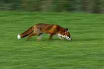Red fox {Vulpes vulpes} male hunting, UK