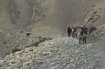 Horse caravan descending through mountain pass, Ghami La, Mustang, Nepal