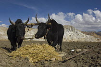 Dzo (crossbreed between Yak and domestic cow) feeding in field near Lo-Manthang, Upper Mustang, Nepal