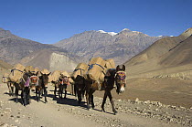 Caravan of mules between Kagbeni and Jharkot, Nepal