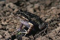 Eastern Banjo Frog (Limnodynastes dumerilli), Tasmania, Australia