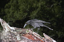 Black Currawong / Black Jay (Strepera fuliginosa), endemic to Tasmania, Tasmania, Australia