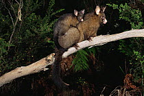 Female Common Brushtail Possum (Trichosurus vulpecula) carrying young on back, Tasmania, Australia