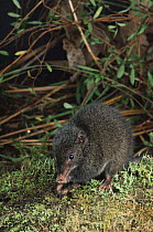 Dusky Antechinus (Antechinus swainsonii) Tasmania, Australia
