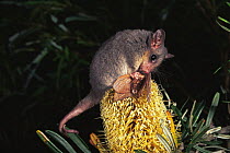 Eastern Pygmy Possum (Cercarteus nanus) feeding on moth ontop of flower at night, Tasmania, Australia