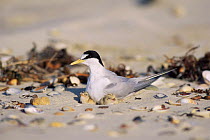 Little Tern (Sternula albifrons) on nest on beach with chicks and surrounded by shells, Tasmania, Australia