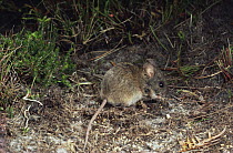 New Holland Mouse (Pseudomys novaehollandiae), an endangered species, Tasmania, Australia