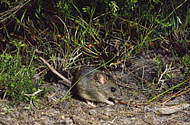 New Holland Mouse (Pseudomys novaehollandiae), an endangered species, Tasmania, Australia