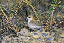 Red-capped Plover (Charadrius ruficapillus) with newly hatched chicks at nest, Tasmania, Australia