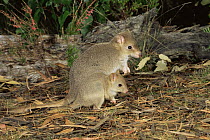 Female Tasmanian / Eastern / Southern Bettong (Bettongia gaimardi) with joey, Tasmania, Australia