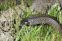 Tiger Snake (Notechis scutatus) with flattened head and neck - a sign of aggression before striking, Tasmania, Australia