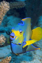 Queen Angelfish (Holacanthus ciliaris) Bonaire, Netherlands Antilles, Caribbean photographed during making of BBC Planet Earth series 2005
