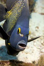 French Angelfish (Pomacanthus paru) Bonaire, Netherlands Antilles, Caribbean photographed during making of BBC Planet Earth series 2005