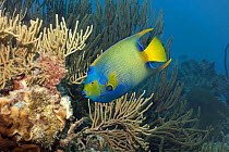 Queen Angelfish (Holocanthus ciliaris) on reef, Bonaire, Netherlands Antilles, Caribbean. photographed during making of BBC Planet Earth series 2005