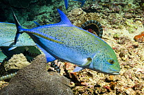 Bluefin trevally / jack (Caranx melampygus) with Sea snakes in hunting mode, Banda sea, Indonesia.  photographed during making of BBC Planet Earth series 2005