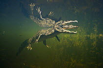 Spectacled caiman underwater reflection (Caiman crocodilus) Pantanal, Brazil photographed during making of BBC Planet Earth series 2005