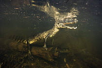 Spectacled caiman underwater reflection (Caiman crocodilus) Pantanal, Brazil photographed during making of BBC Planet Earth series 2005