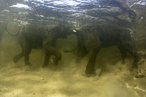 Underwater view of African Elephants {Loxidonta africana} playing, Okavango Delta, Botswana photographed during making of BBC Planet Earth series 2005