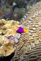 Fairy Basslet (Gramma loreto) on coral reef, Bonaire, Netherlands Antilles, Caribbean  photographed during making of BBC Planet Earth series 2005