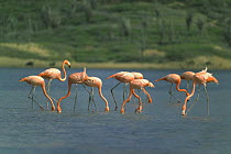 Greater Flamingo (Phoenicopterus ruber) group feeding in shallow lake, Bonaire, Netherlands Antilles, Caribbean photographed during making of BBC Planet Earth series 2005