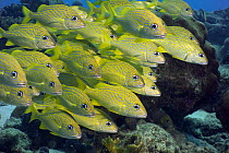 French grunts (Haemulon flavolineatum) hunting over coral reef. Bonaire, Netherlands Antilles, Caribbean. photographed during making of BBC Planet Earth series 2005