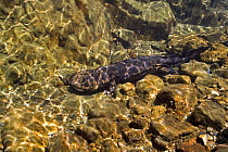 Japanese Giant salamander {Andrias japonicus} Japan 2005