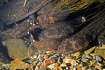 Japanese Giant salamanders {Andrias japonicas} Japan 2005