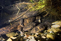 Japanese Giant salamanders {Andrias japonicus} Japan 2005