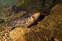 Japanese Giant salamander {Andrias japonicas} Japan 2005