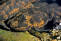 Japanese Giant salamander {Andrias japonicus} Japan 2005
