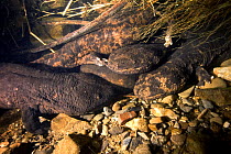 Japanese Giant salamanders {Andrias japonicus} Japan 2005