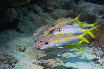 Yellow Goatfish (Mulloidicthys martinicus) Bonaire, Netherlands Antilles, Caribbean photographed during making of BBC Planet Earth series 2005