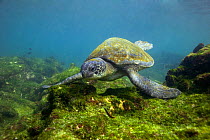 Pacific Green Turtle (Chelonia mydas) feeding on marine algae. Galapagos Islands
