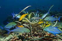 Yellow / Goldsaddle goatfish (Parupeneus cyclostomus) hunting together with Bluefin Jacks (Caranx melampygus) and Chinese sea kraits {Laticauda semifasciata} over coral reef, Gunung Api, Banda sea, In...