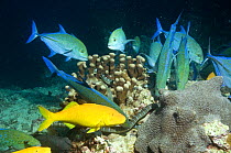 Yellow / Goldsaddle goatfish (Parupeneus cyclostomus) hunting together with Bluefin Jacks (Caranx melampygus) and Chinese sea kraits {Laticauda semifasciata} over coral reef, Gunung Api, Banda sea, In...