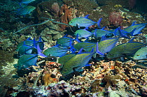 Bluefin Trevallies / jacks (Caranx melampygus) and Chinese sea kraits (Laticauda semifasciata) hunting together over coral reef, Indonesia photographed during making of BBC Planet Earth series 2005