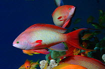 Male Scalefin anthias (Anthias / Pseudanthias squamipinnis) in breeding colours, Red Sea.