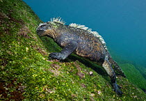 Marine Iguana (Amblyrynchus cristatus) feeding on algae underwater, Galapagos islands