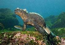 Marine Iguana (Amblyrynchus cristatus) feeding on algae underwater, Galapagos islands