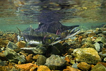 Pink / Humpback salmon (Oncorhyncus gorbuscha) spawning pair, Aleutian river, Alaska, USA.