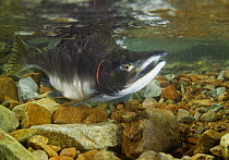 Pink / Humpback salmon (Oncorhyncus gorbuscha) spawning male, Aleutian river, Alaska, USA.
