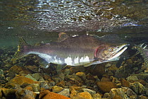 Pink / Humpback salmon (Oncorhyncus gorbuscha) spawning male, Aleutian river, Alaska, USA.