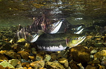 Pink / Humpback salmon (Oncorhyncus gorbuscha) spawning group, Aleutian river, Alaska, USA.