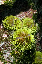 Green sea urchins (Strongylocentrotus droebachiensiss) Galapagos islands